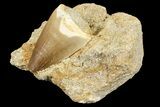 Mosasaur (Prognathodon) Tooth In Rock #70444-2